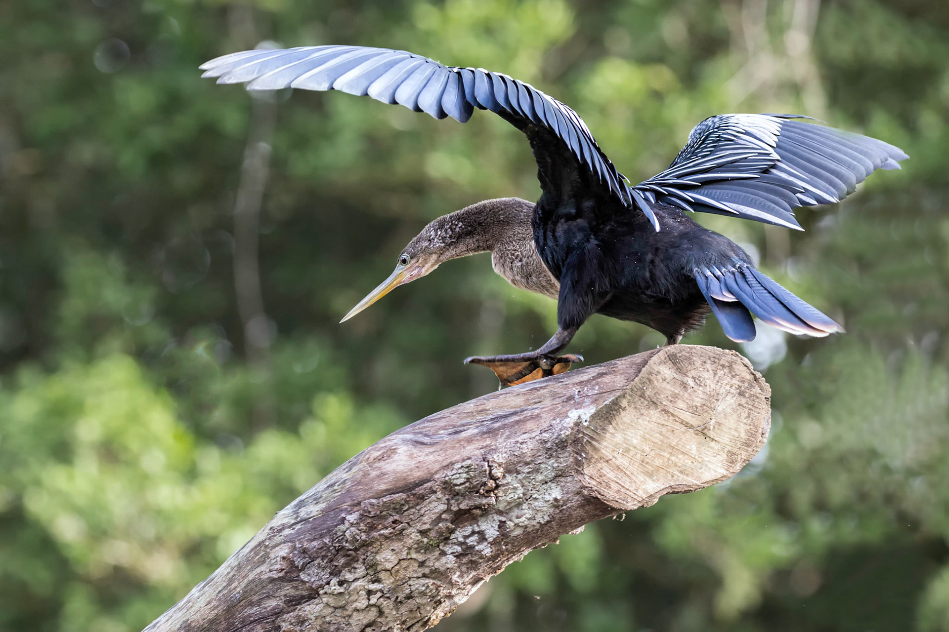 Anhinga
