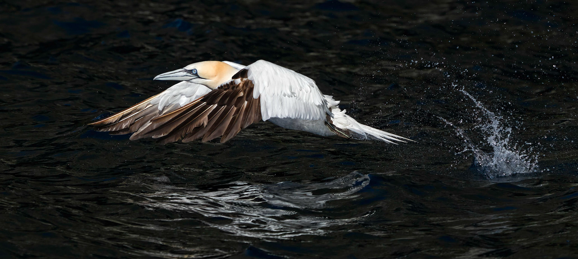 Northern Gannet (Morus bassanus) taking off