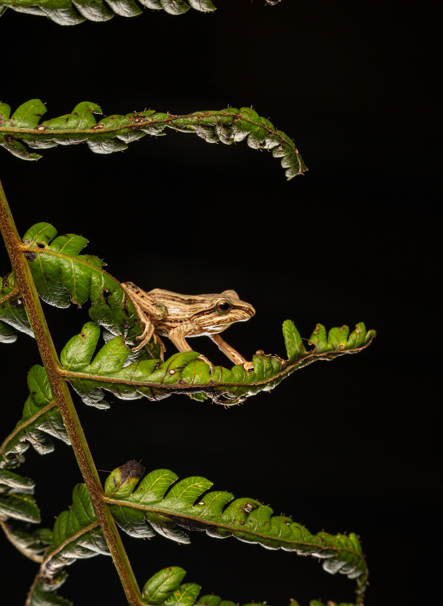 Pristmantis atratus