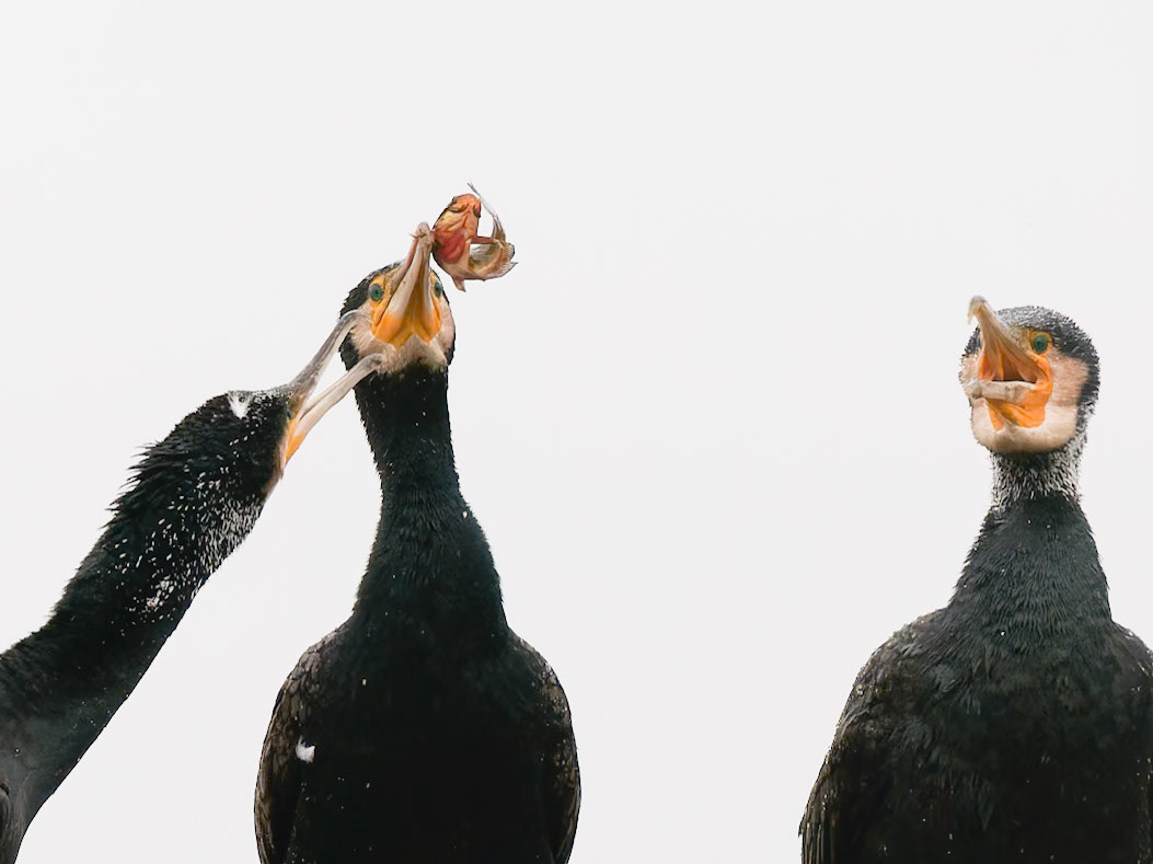 Cormorants