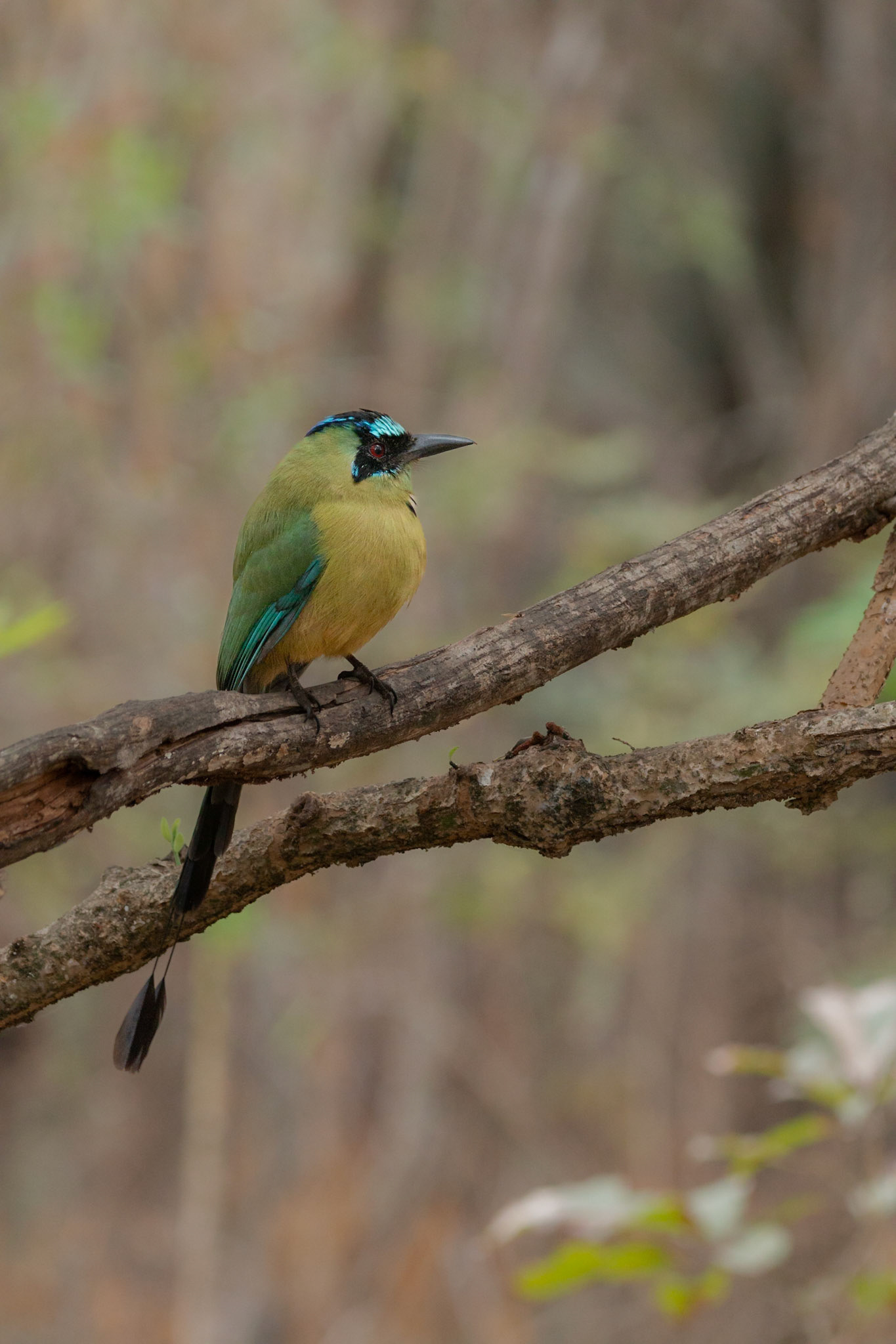 Blue - crowned Motmot