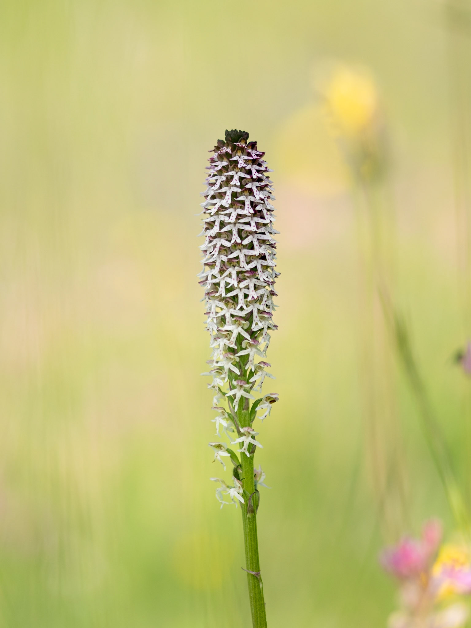 Burnt-tip Orchid