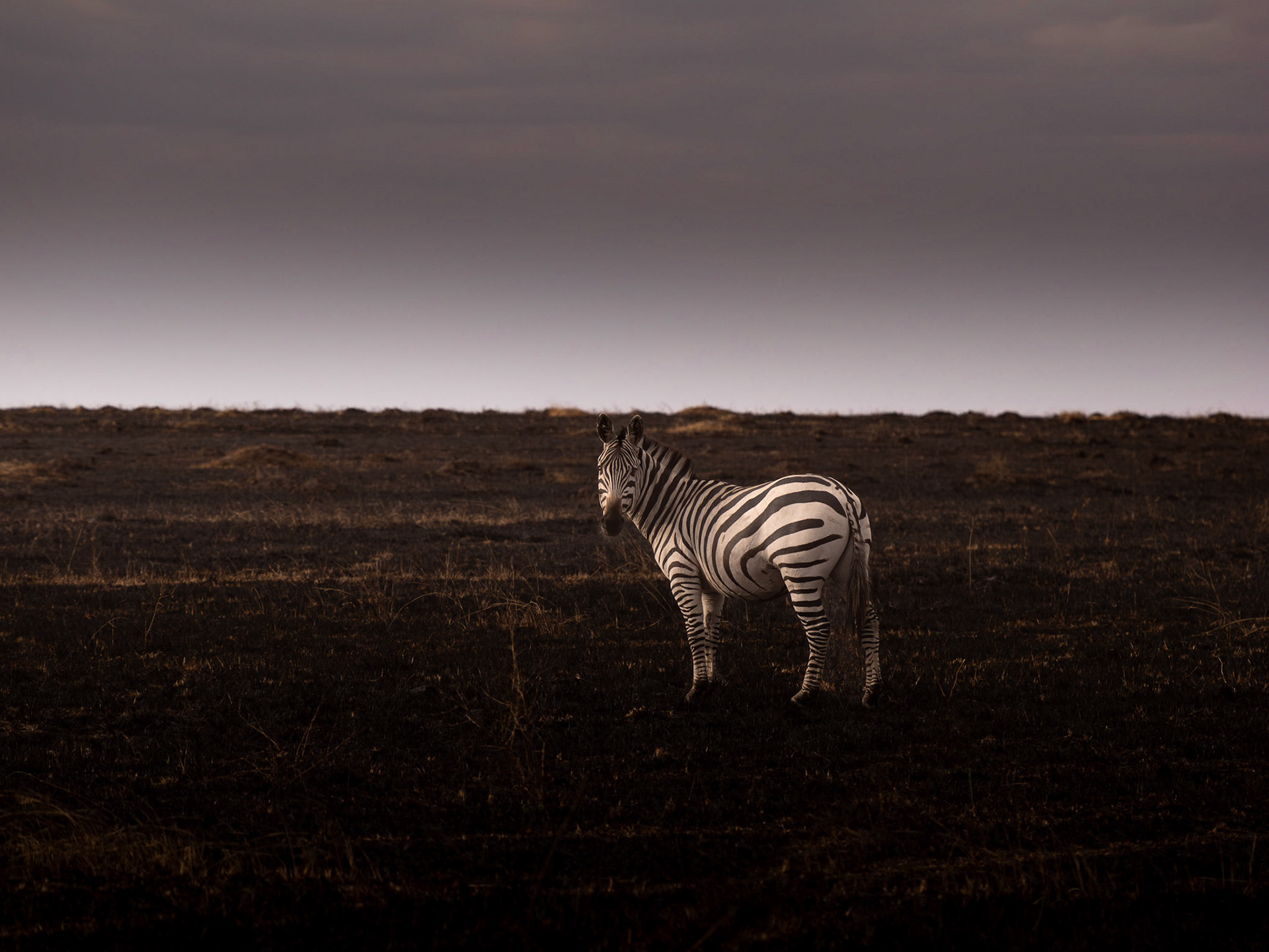 Zebra