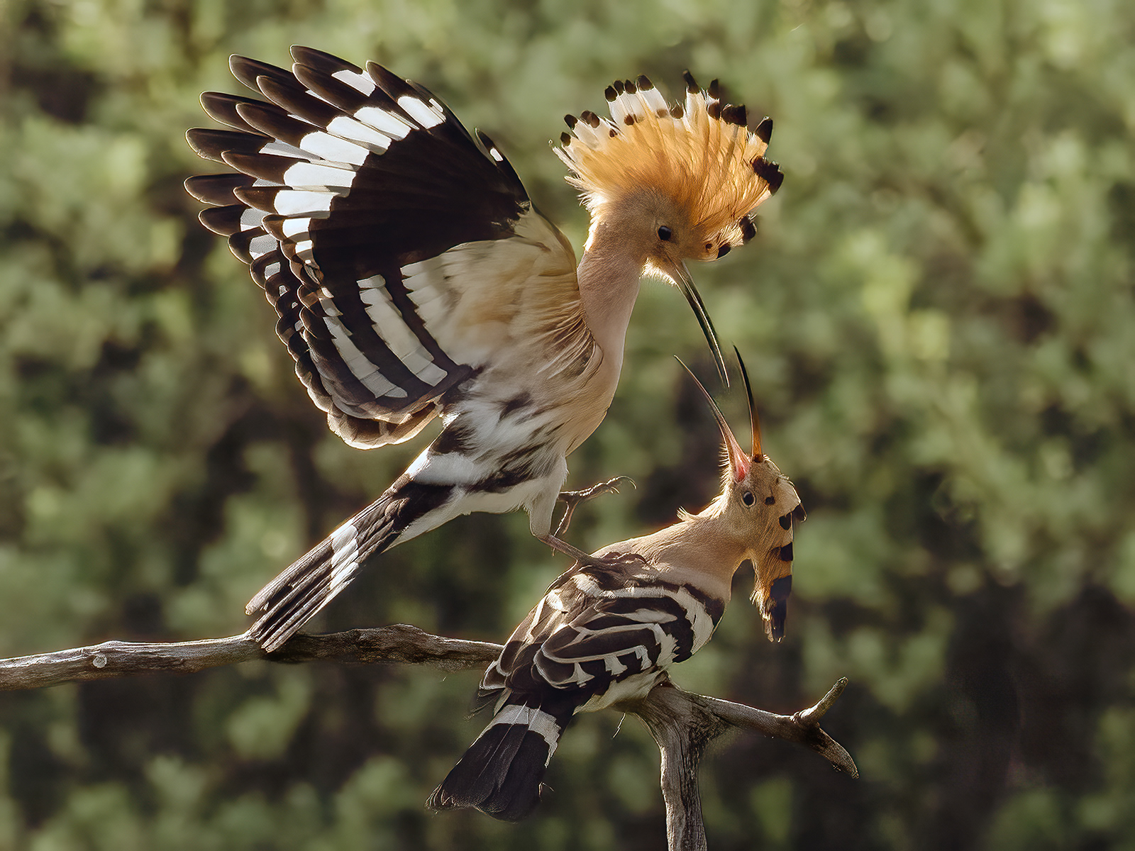 Hoopoe