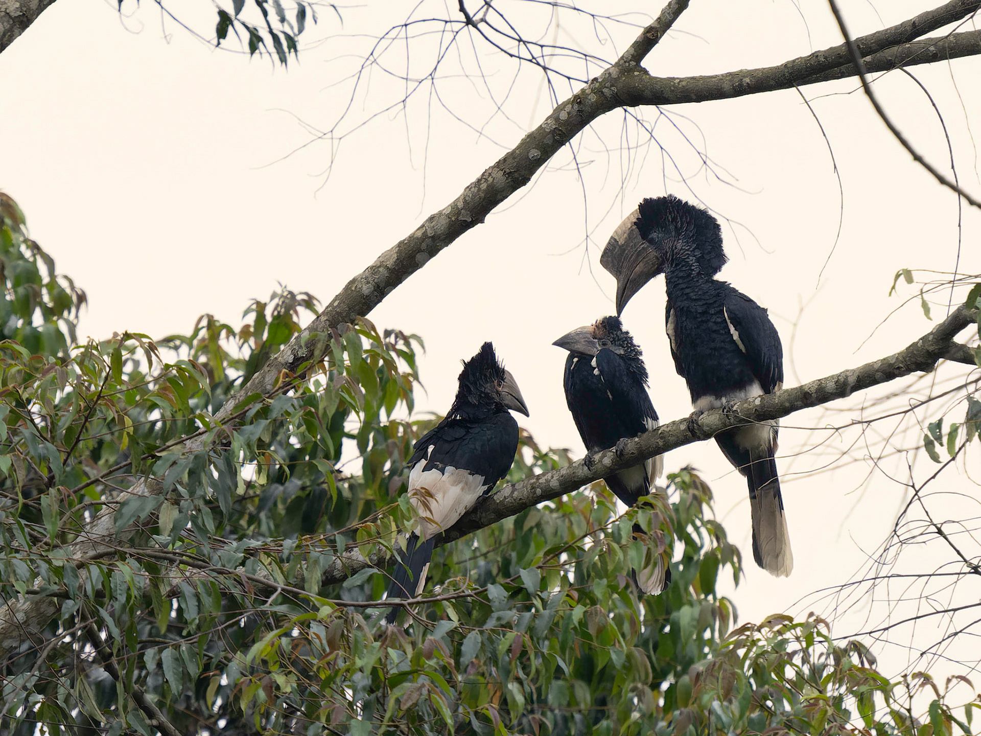 Family of Black and White Casqued Hornbills