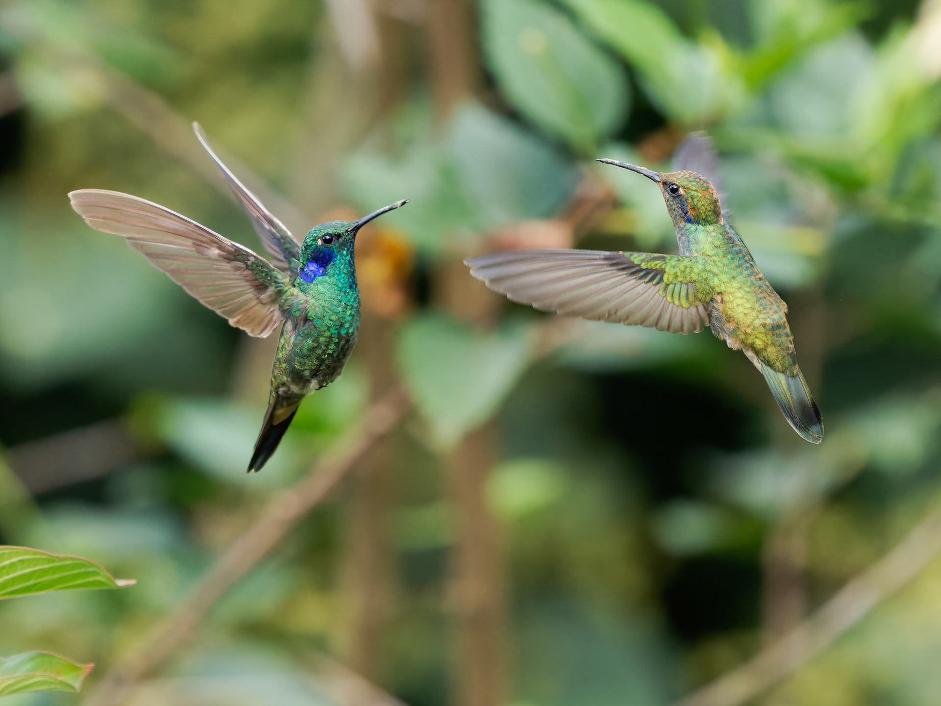 Two Lesser Violet Ear Hummingbirds