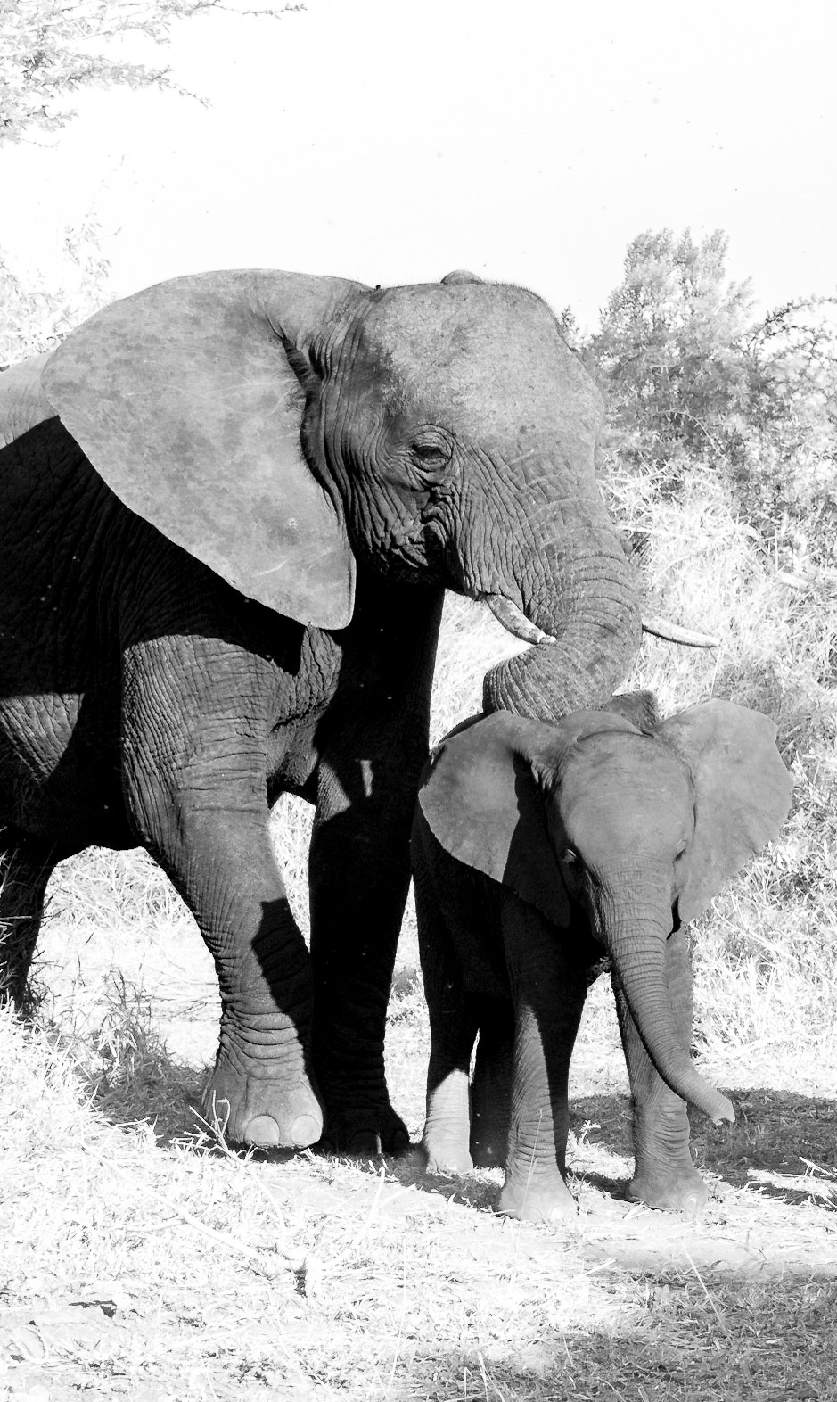 Elephant and calf
