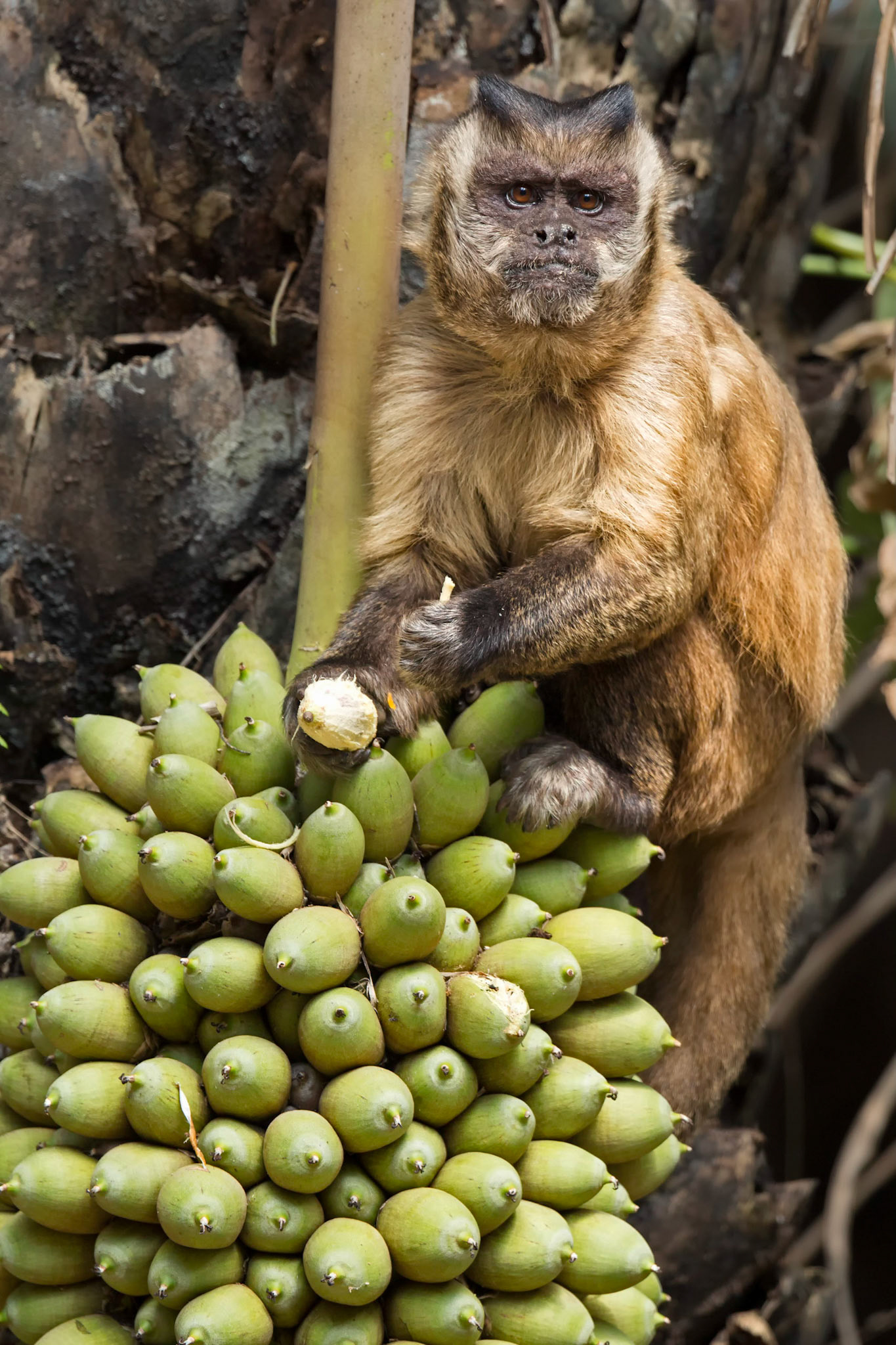 Brown Capuchin (Cebus apella)
