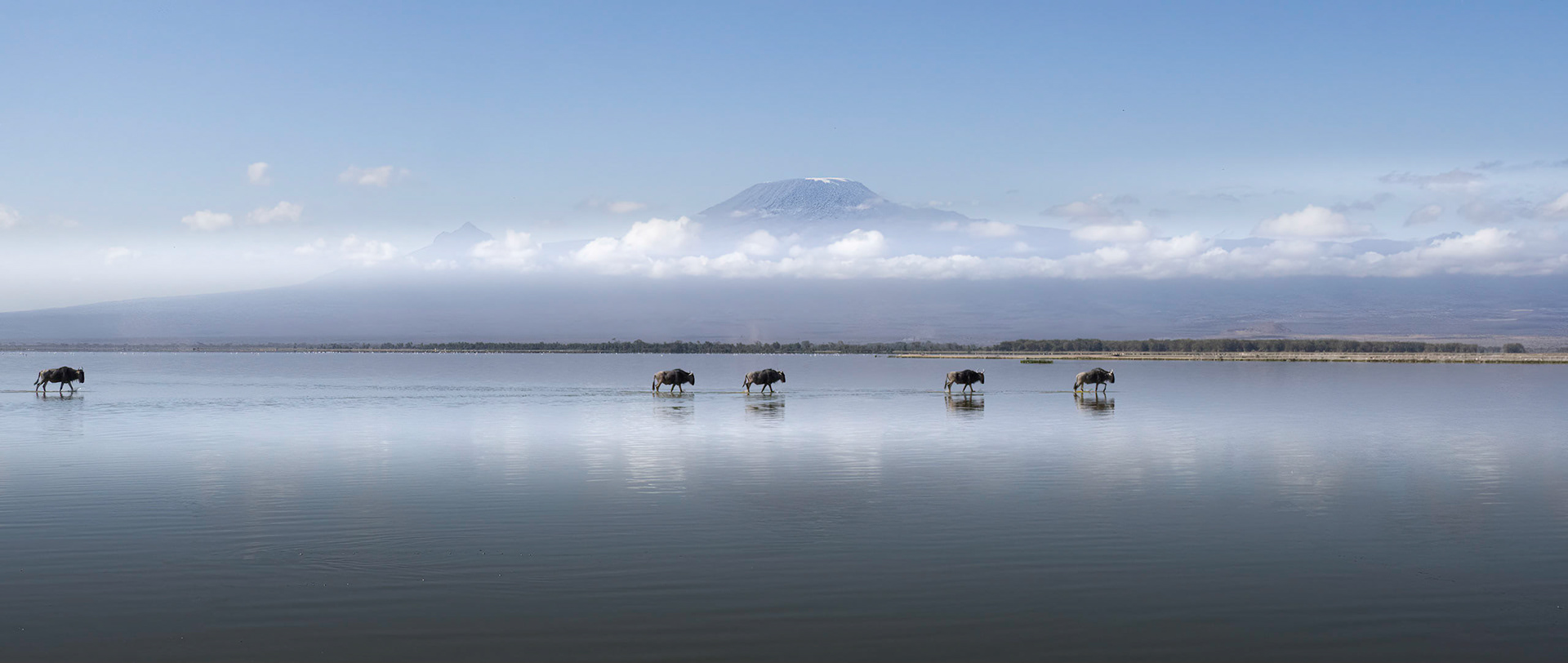 5 Wildebeest crossing the shallow lake
