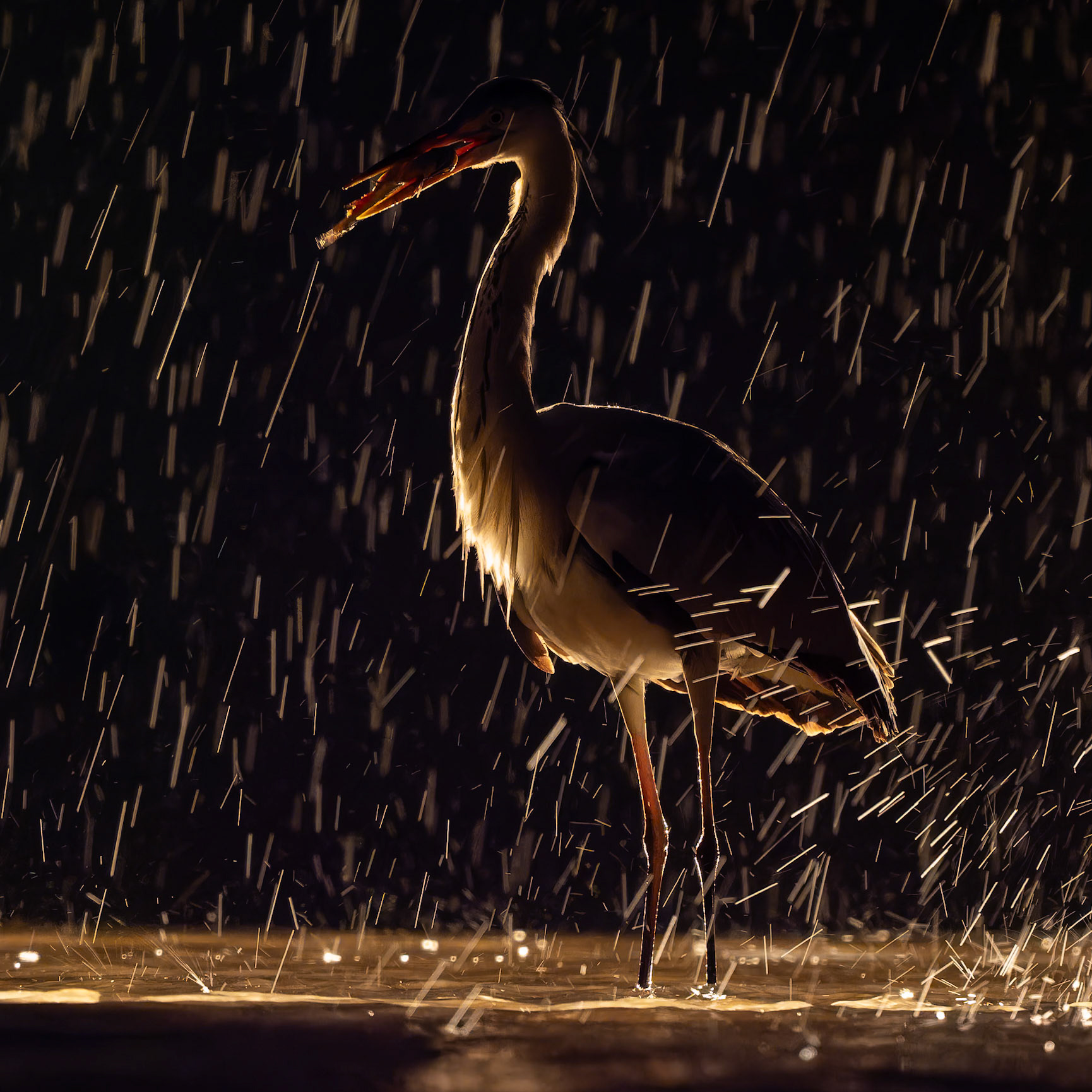 Heron in the rain