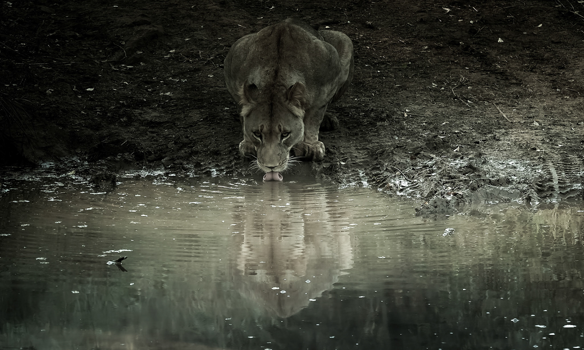 Lioness drinking