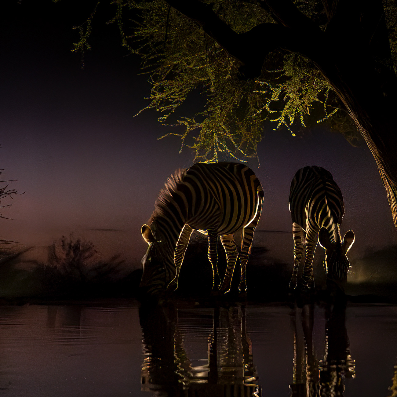 Zebras backlit