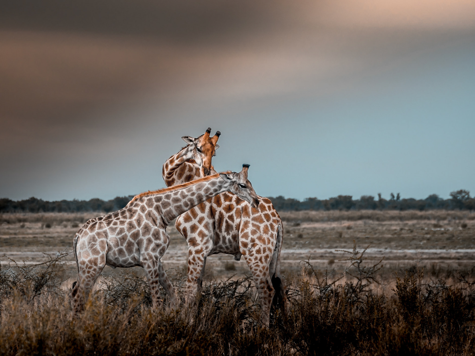 Giraffes Neck fighting