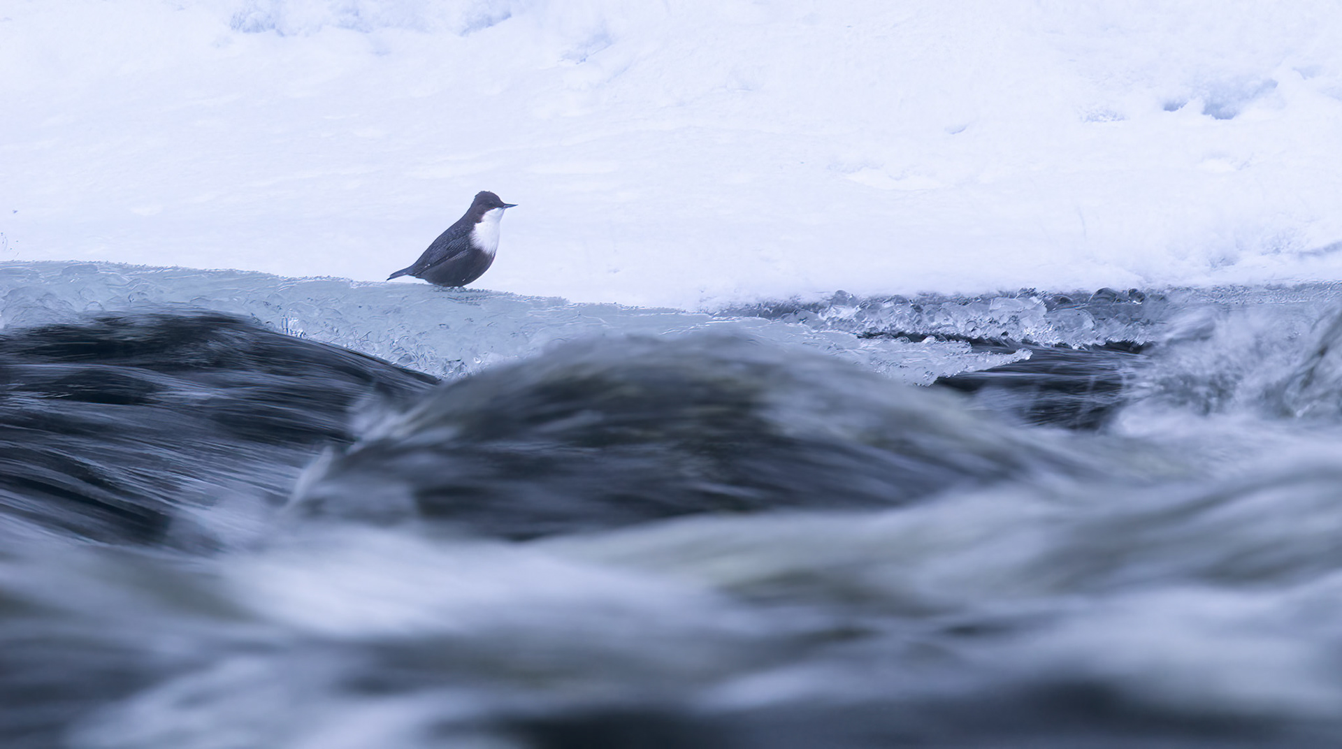 White Throated Dipper