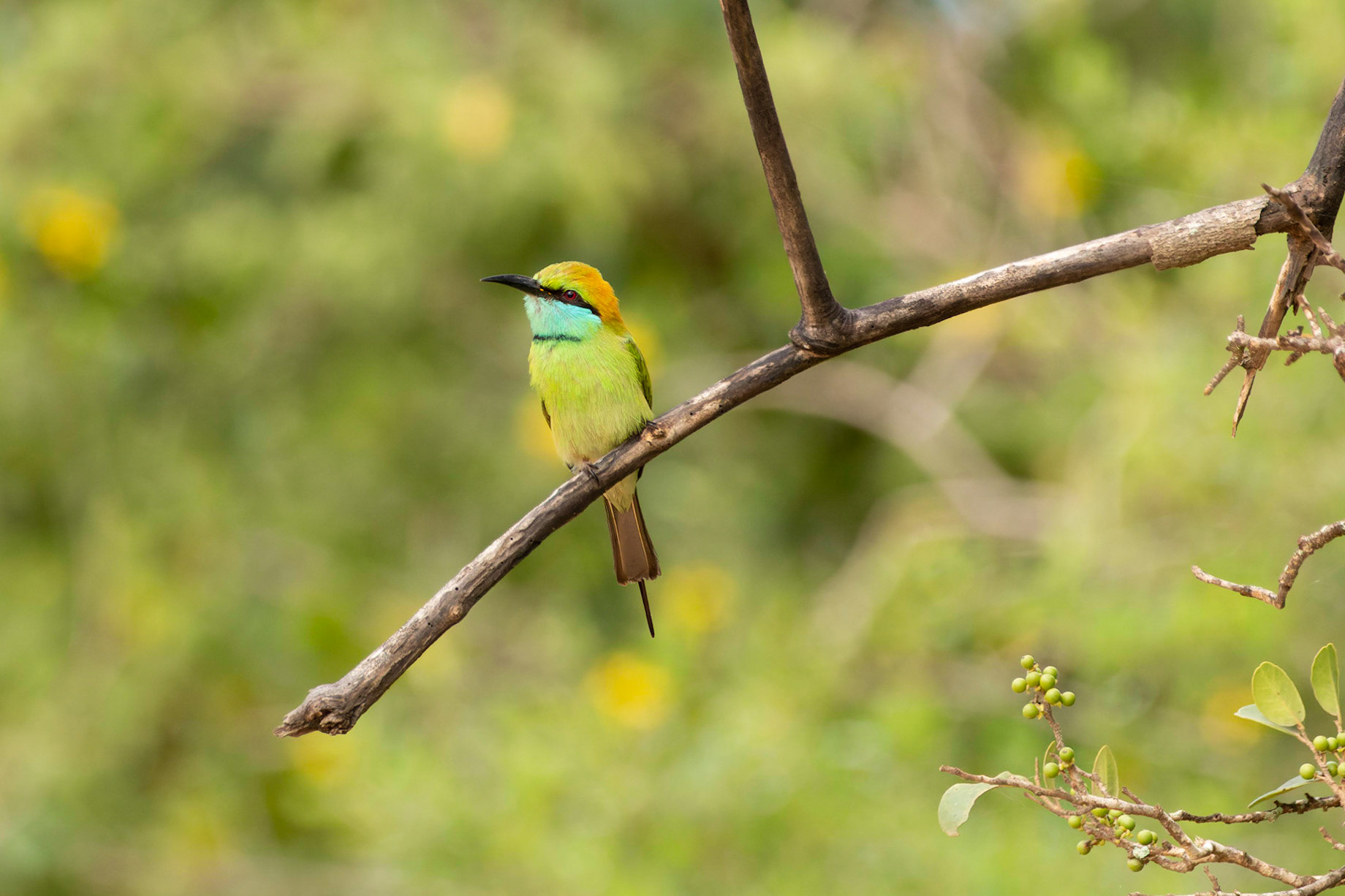 Little Green Bee eater ( Merops orientalis)