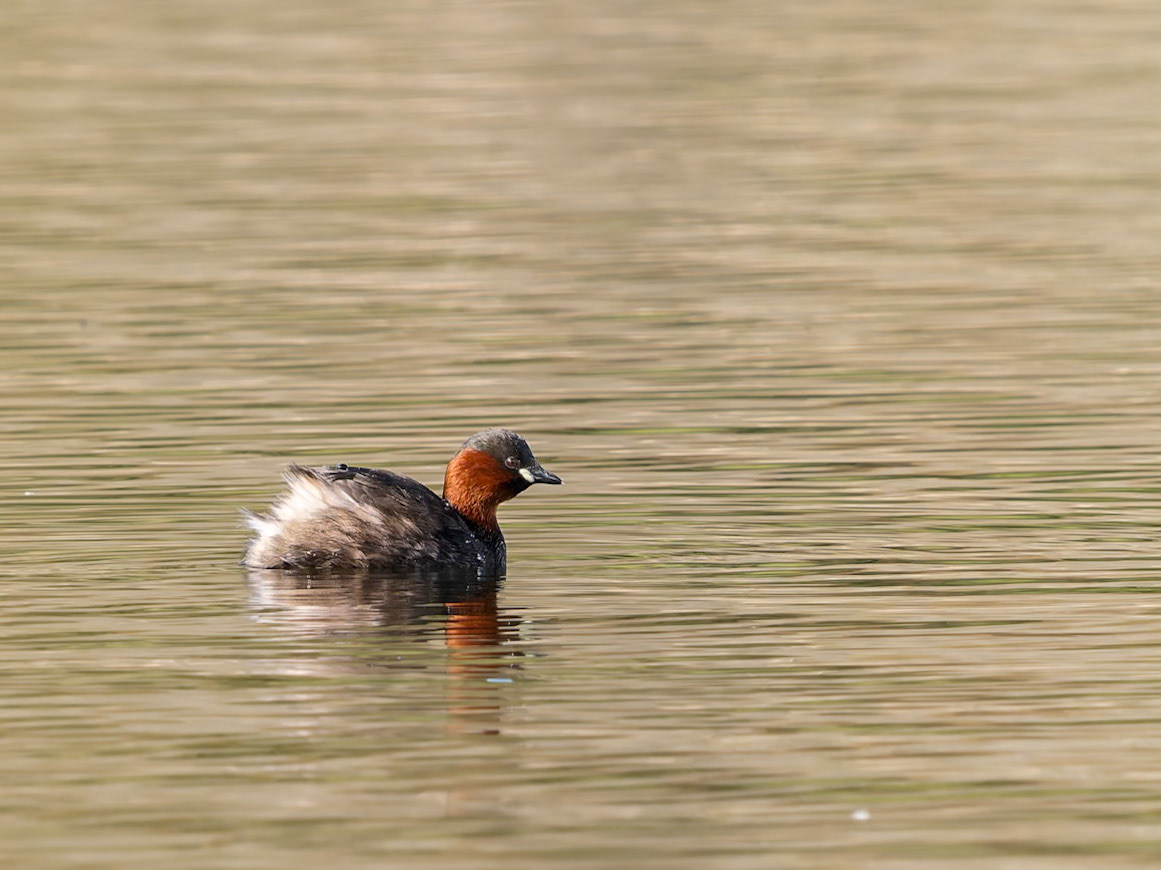 Little Grebe aka Dab Chick