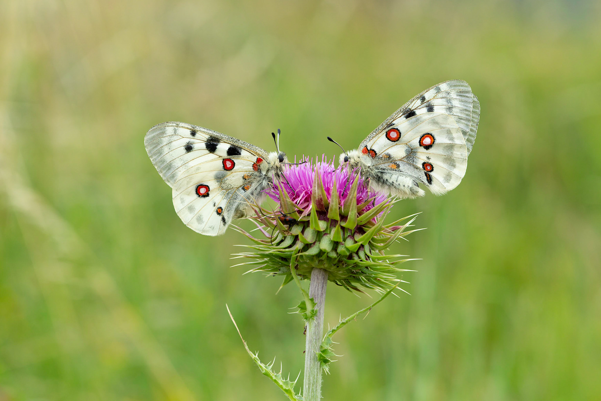 Two Mountain Apollos (Parnassius apollo )