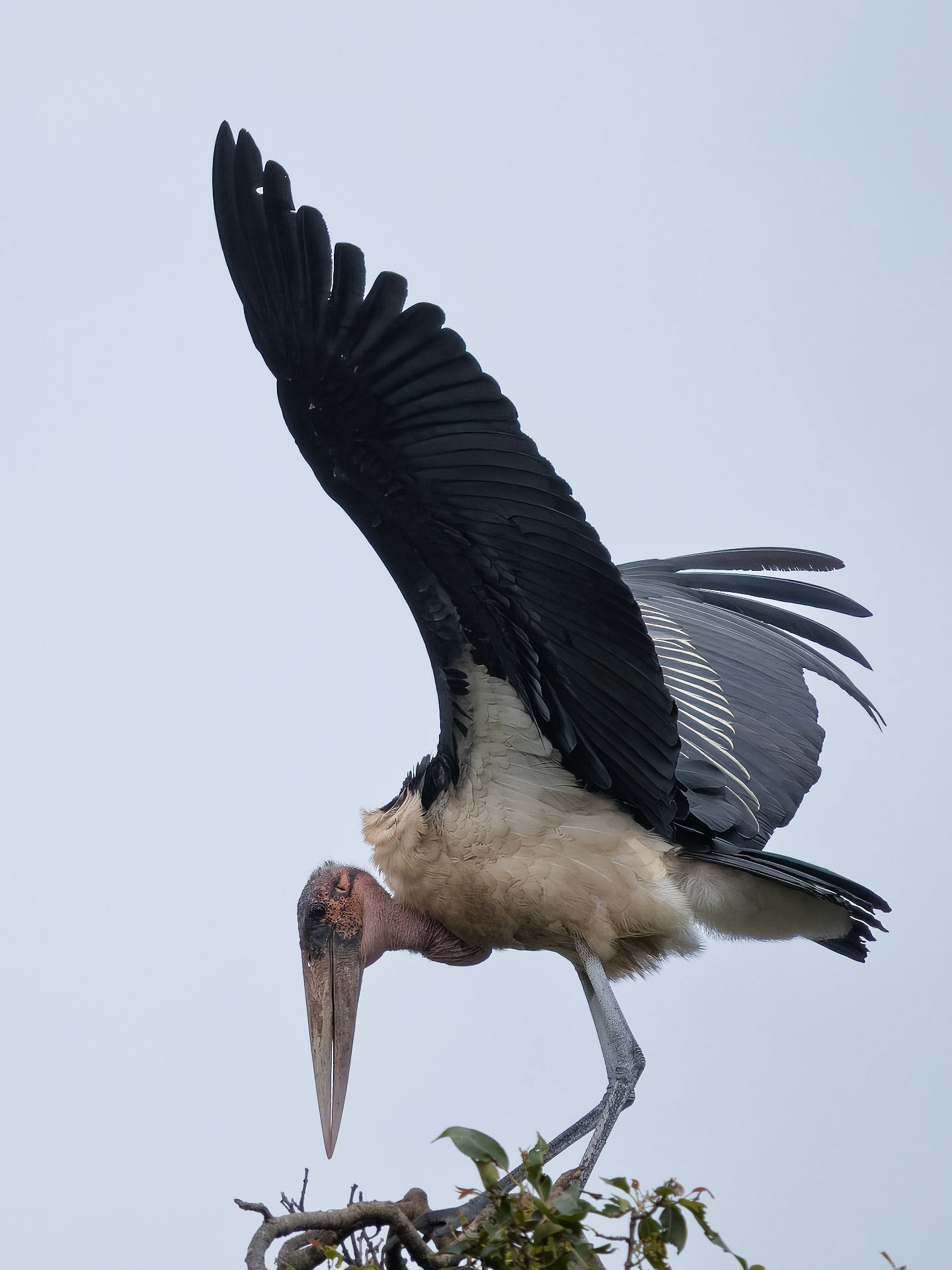 Marabou Stork