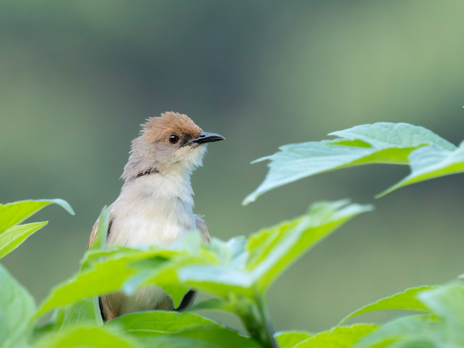 Chubb's Cisticola