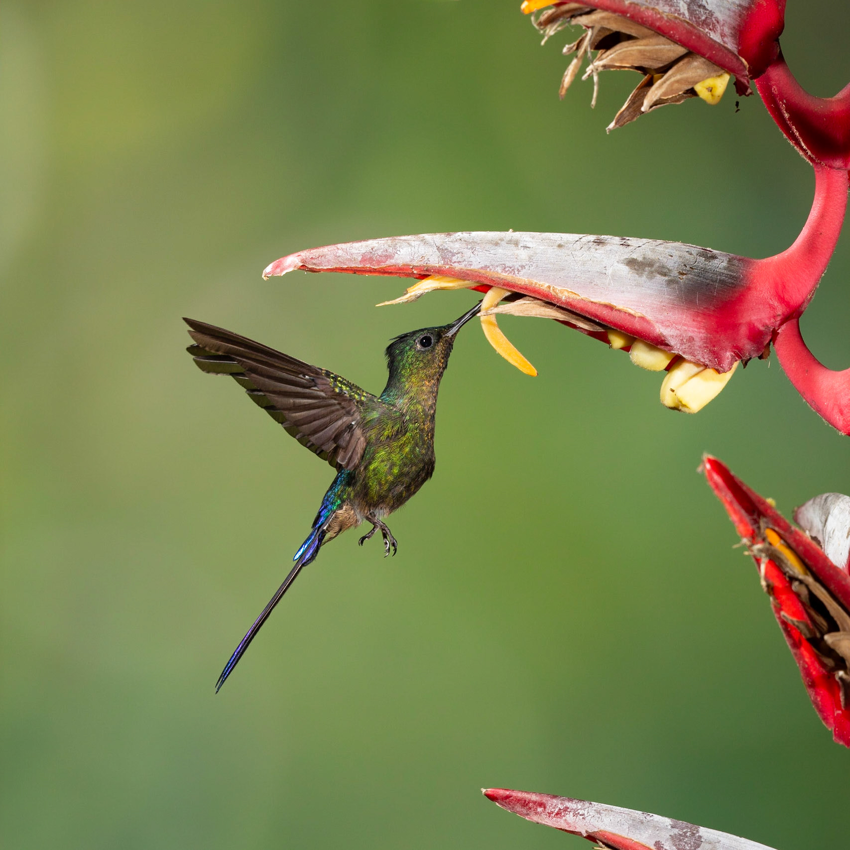 Female Violet tailed Sylth