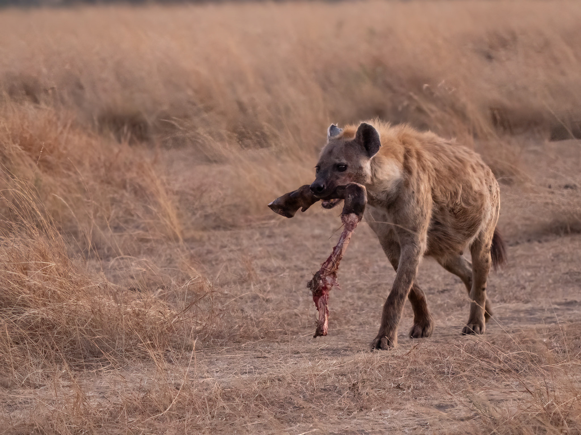 Hyena with the leg of a Wildebeest