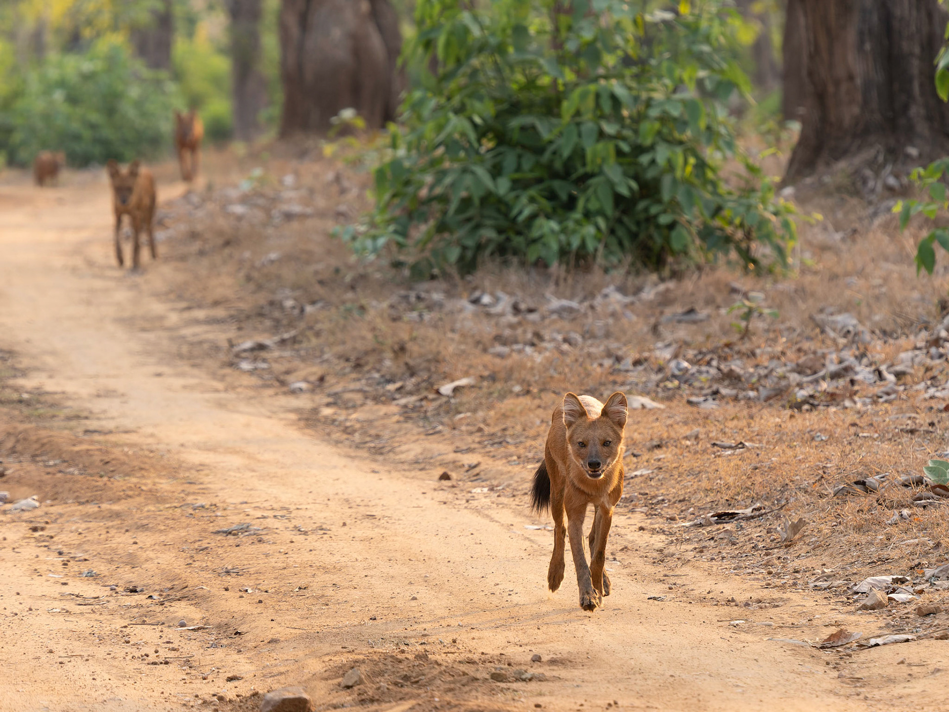 Dhole on the move