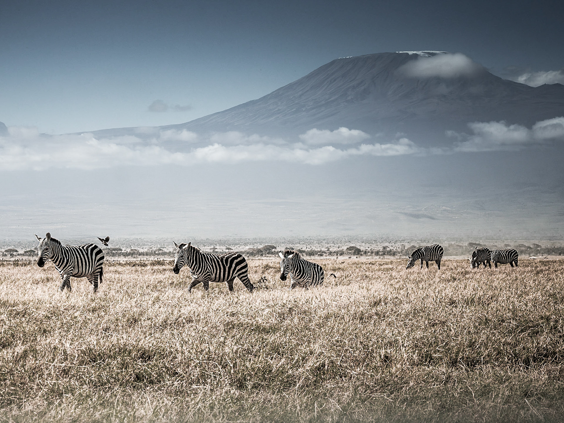 Grant's Zebra with Kilimanjaro 