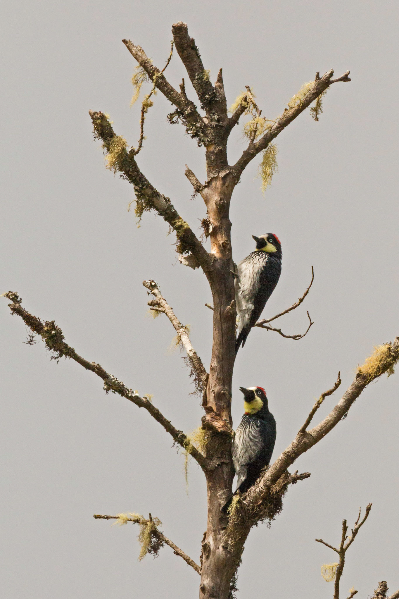 Acorn Woodpeckers