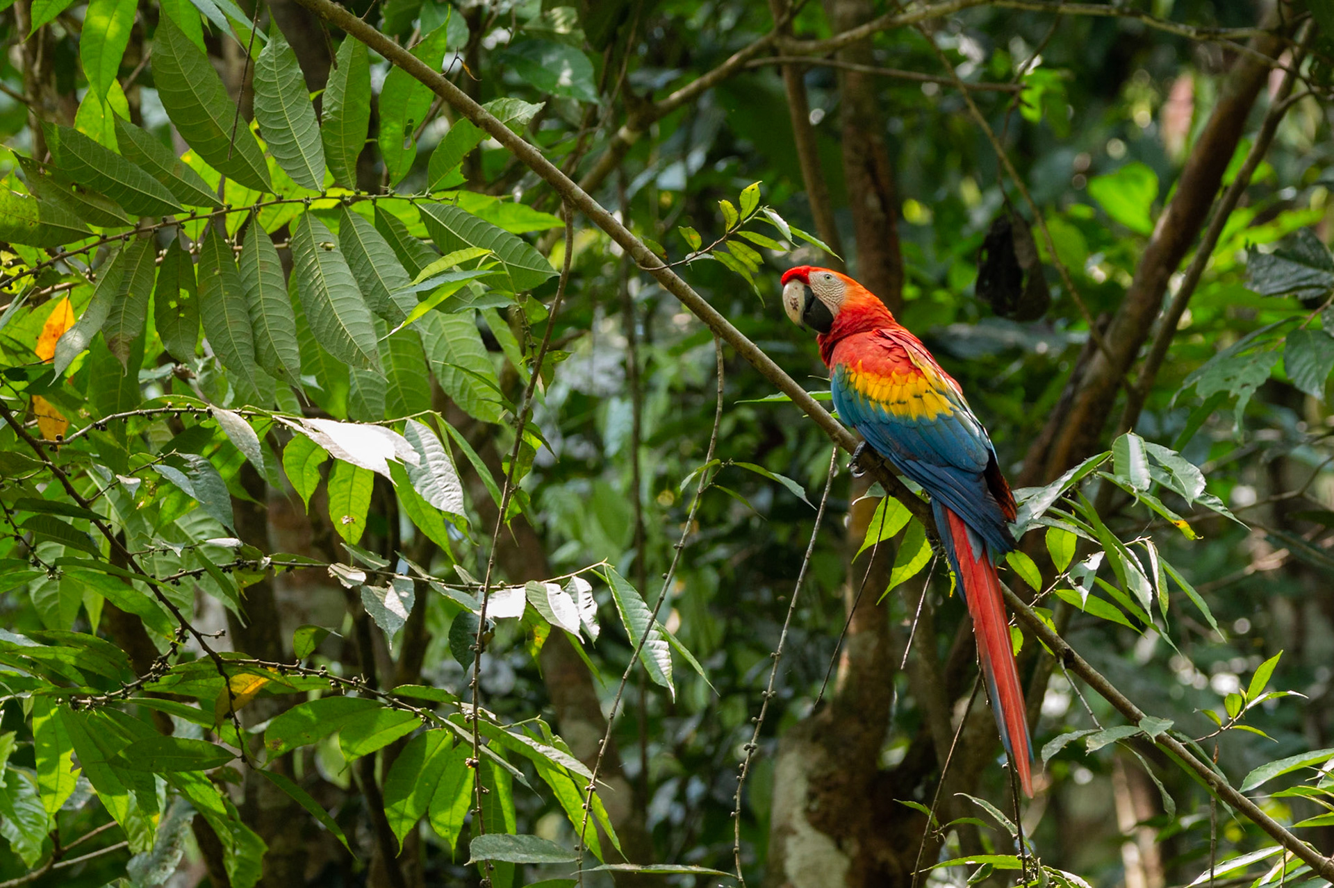 Scarlet Macaw