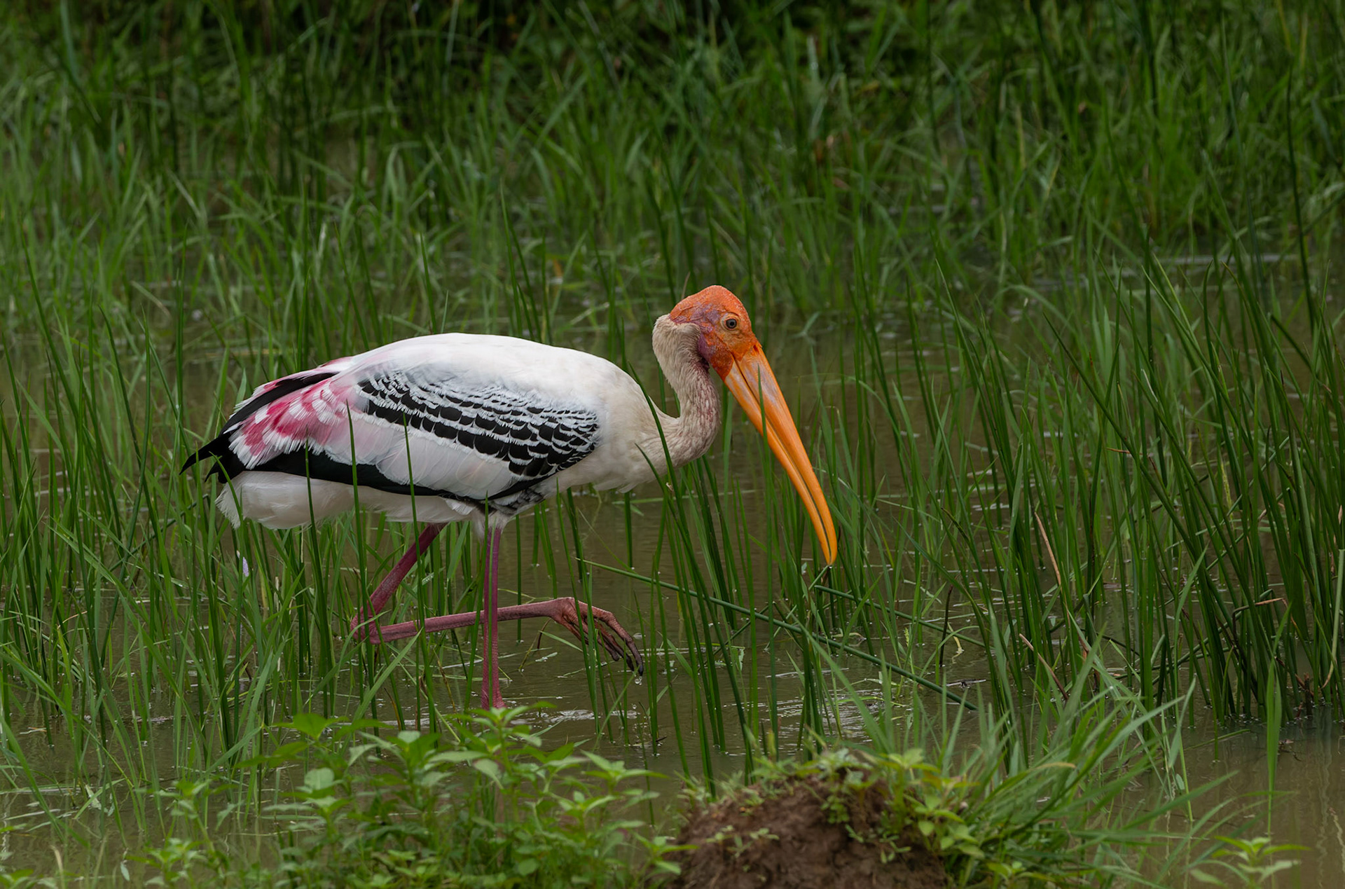 Painted Stork