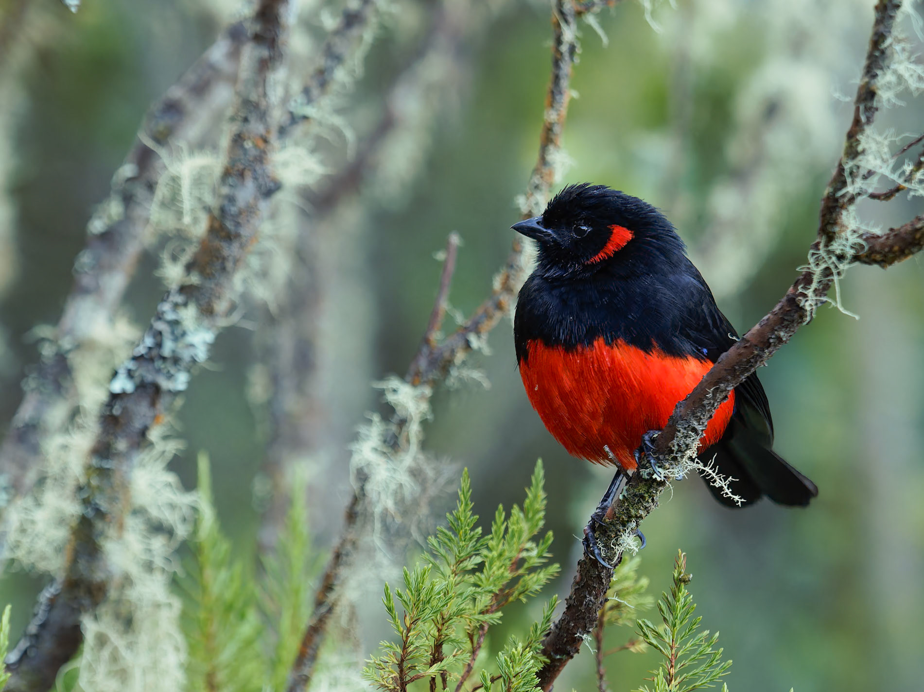 Scarlet Bellied Mountain Tanager