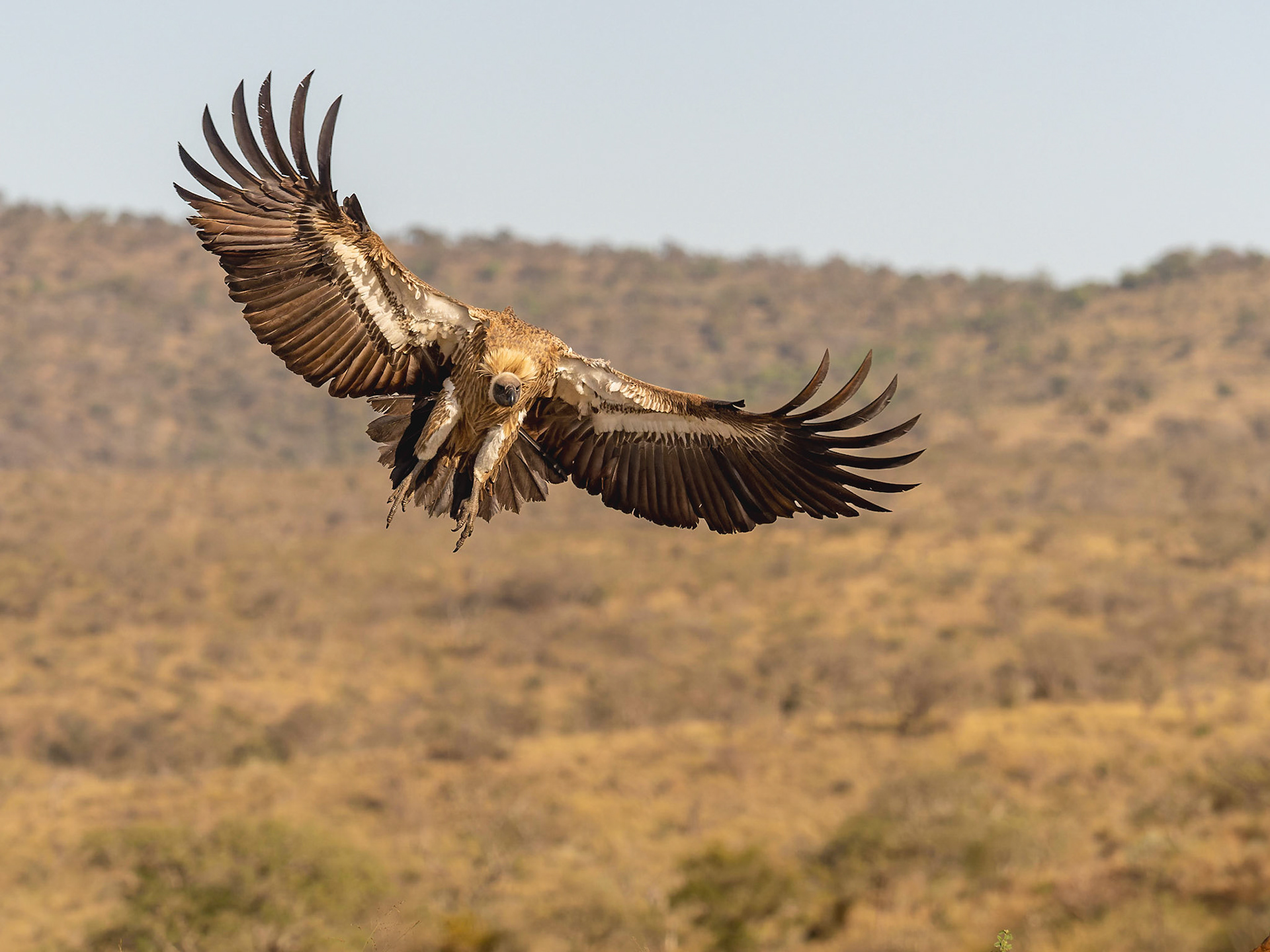 White-backed Vulture