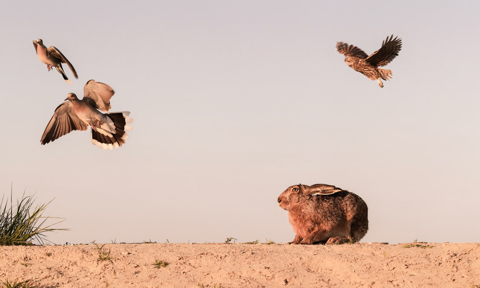 Turtle Doves, Hare and Little Owl