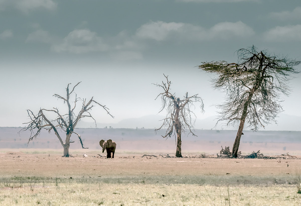 Elephant at Dead Trees