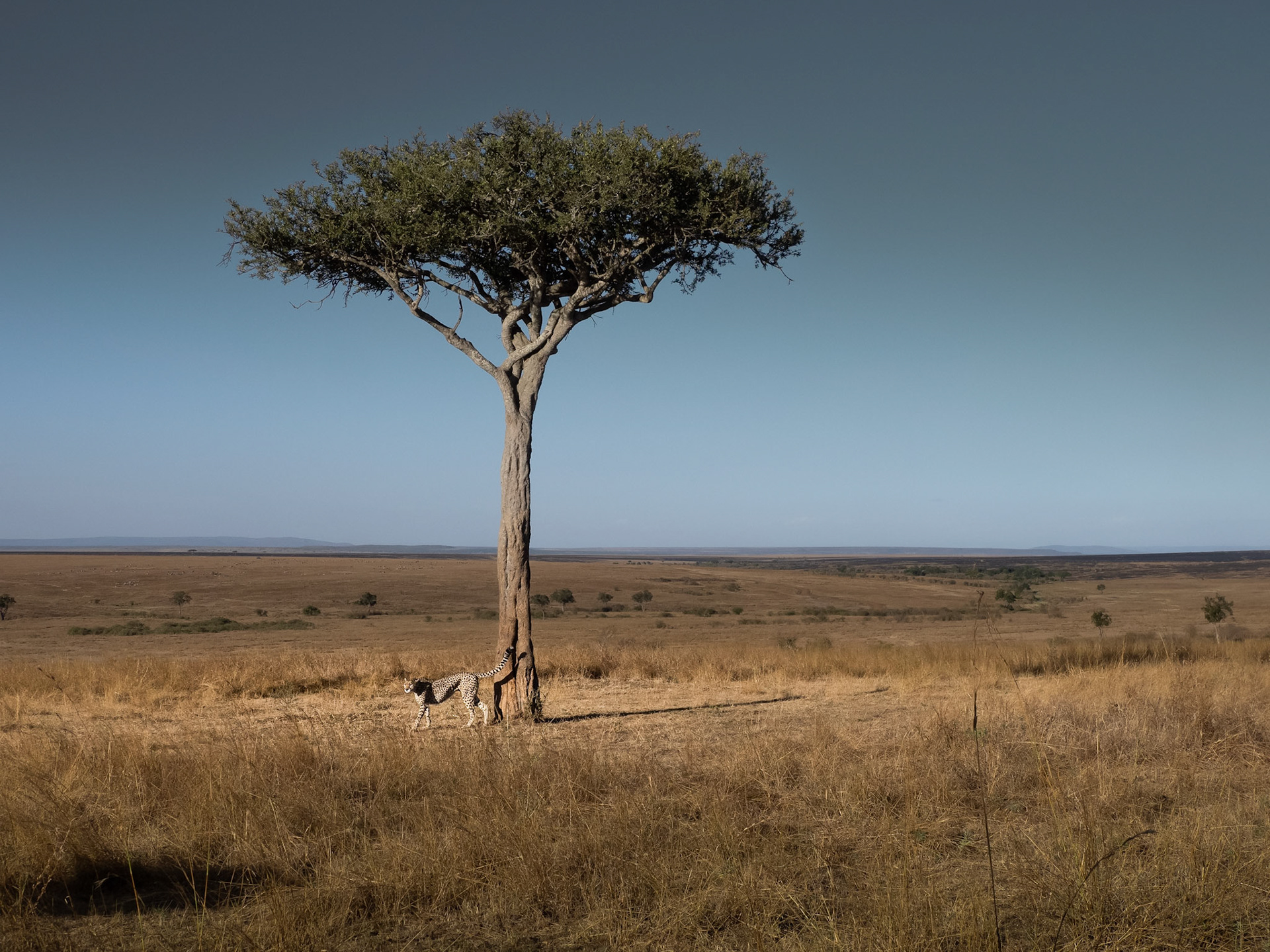 Cheetah spraying to mark territory