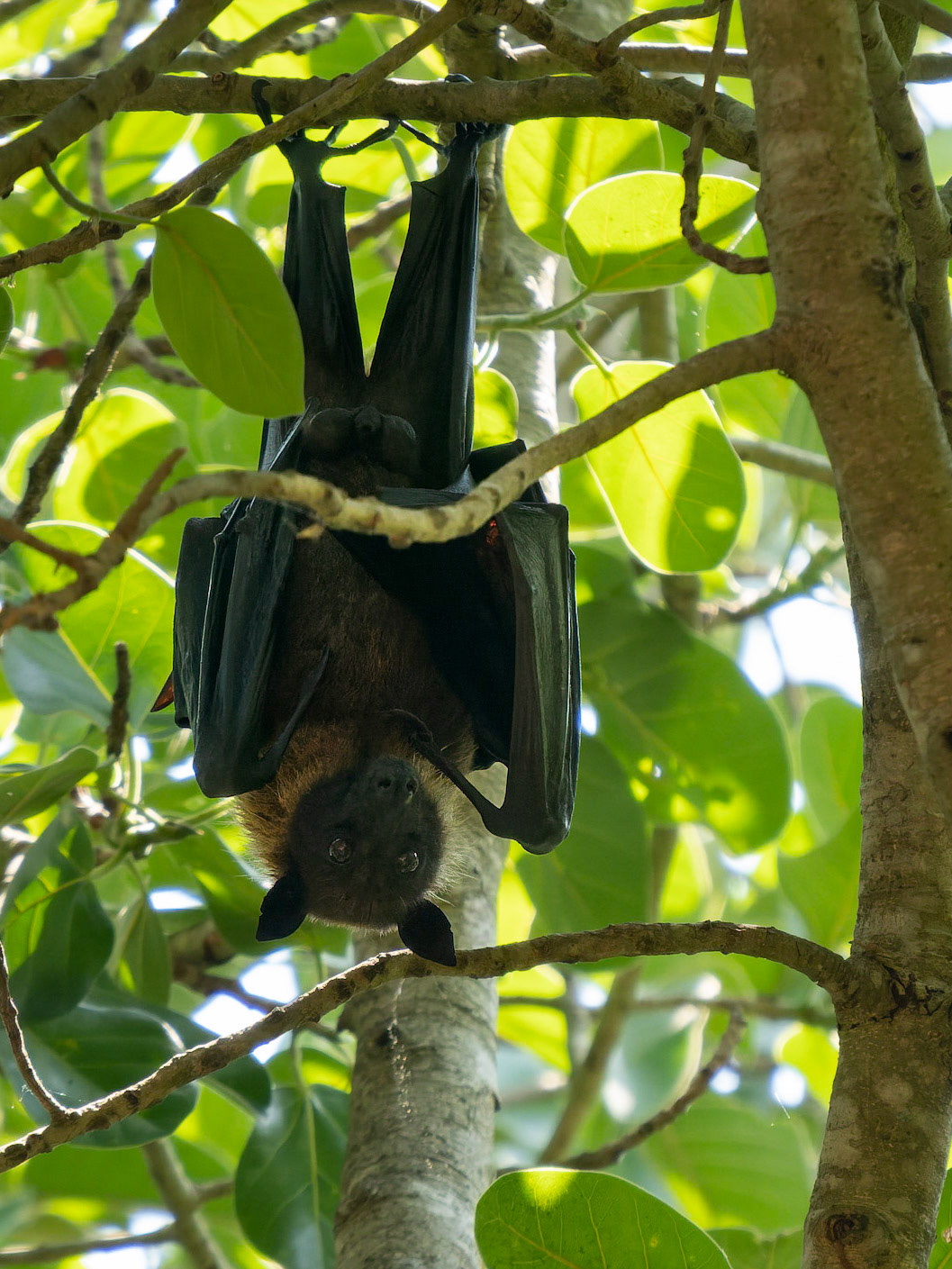 Fruit Bat