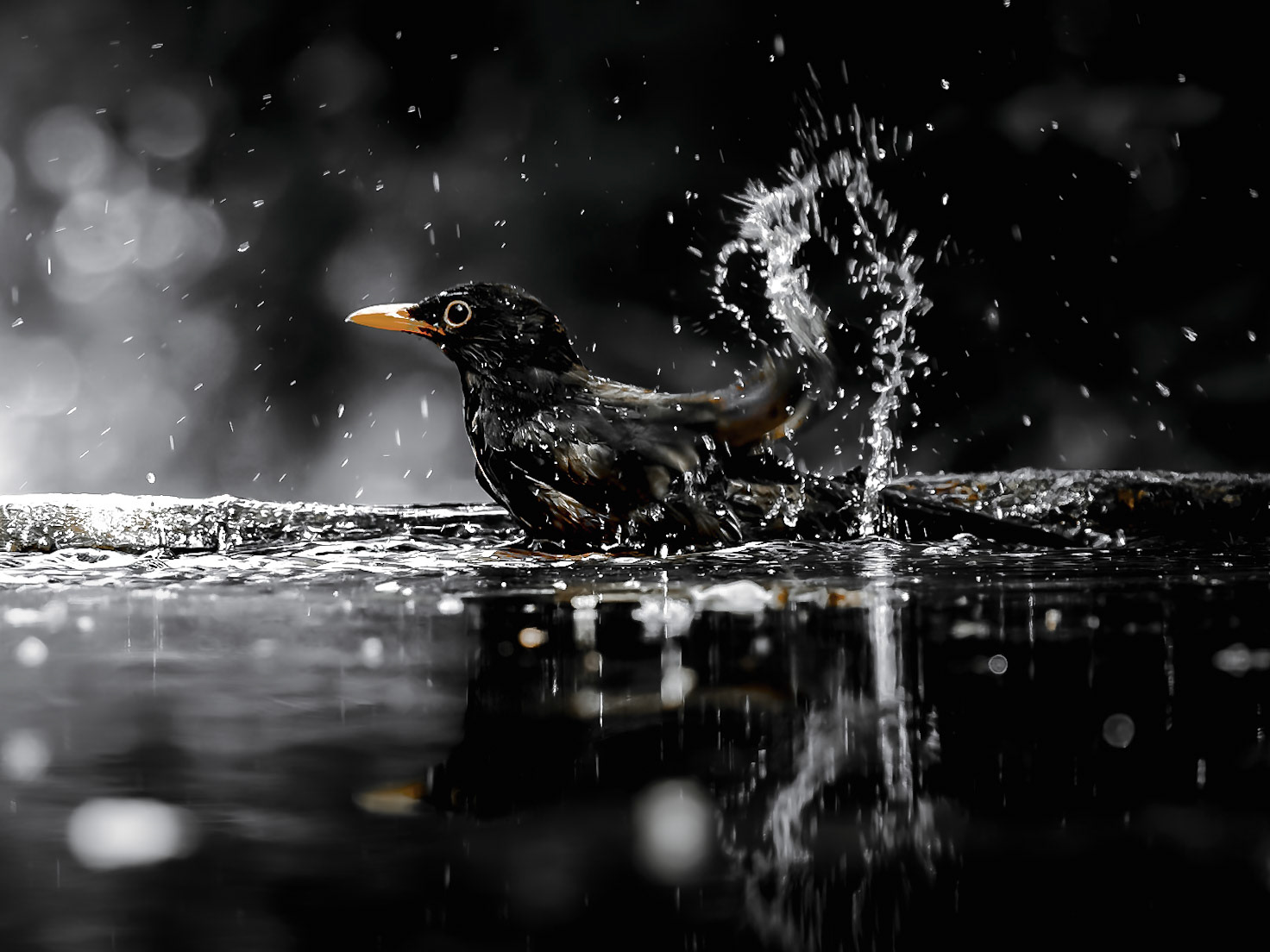 Blackbird bathing