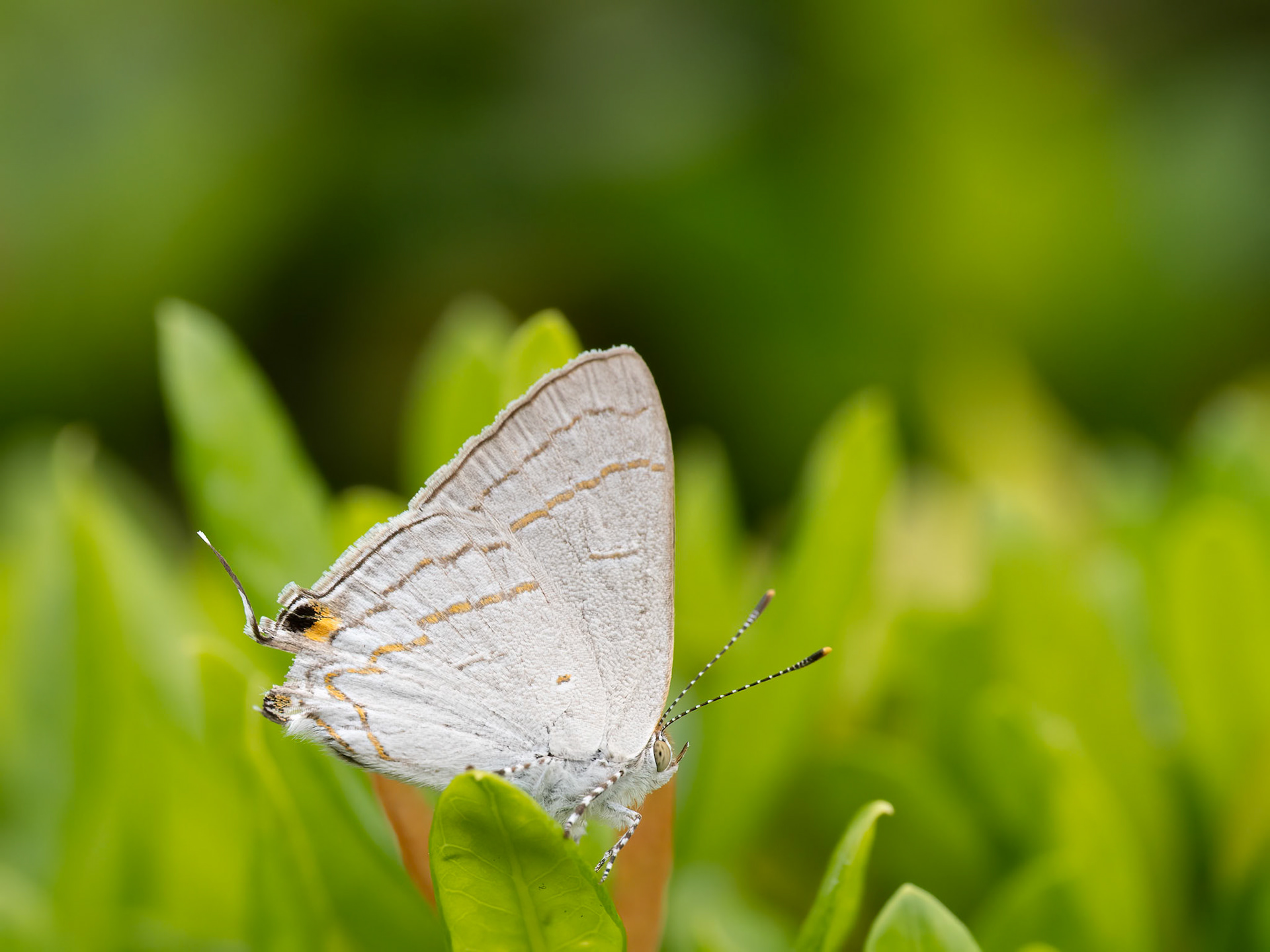 Common Hairstreak, Lycaenidae family, Mimeresia libertine