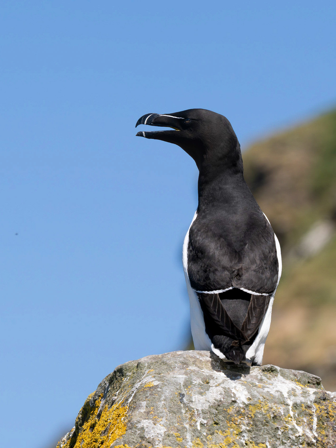 Razorbill - Alca torda