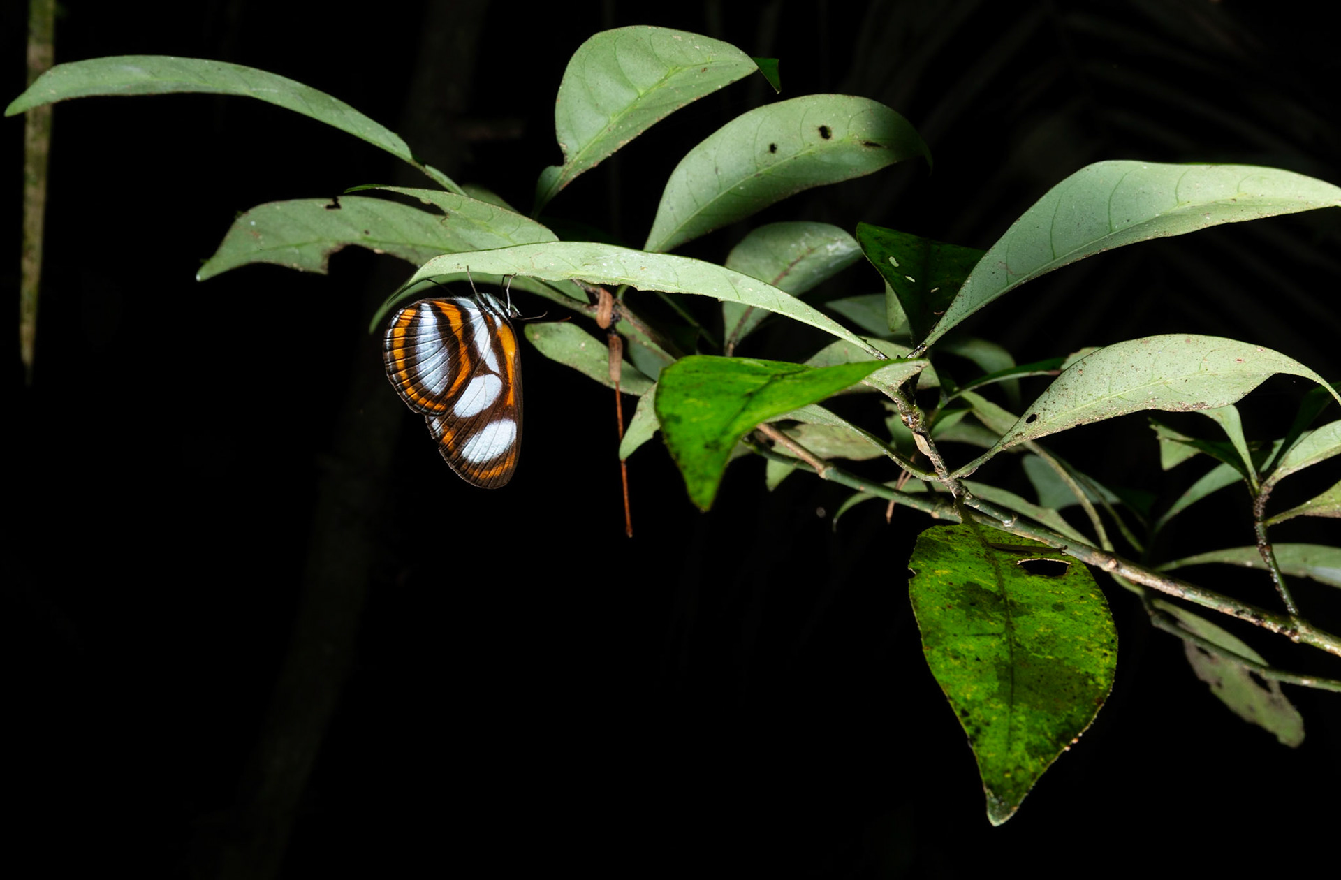Butterfly roosting at night