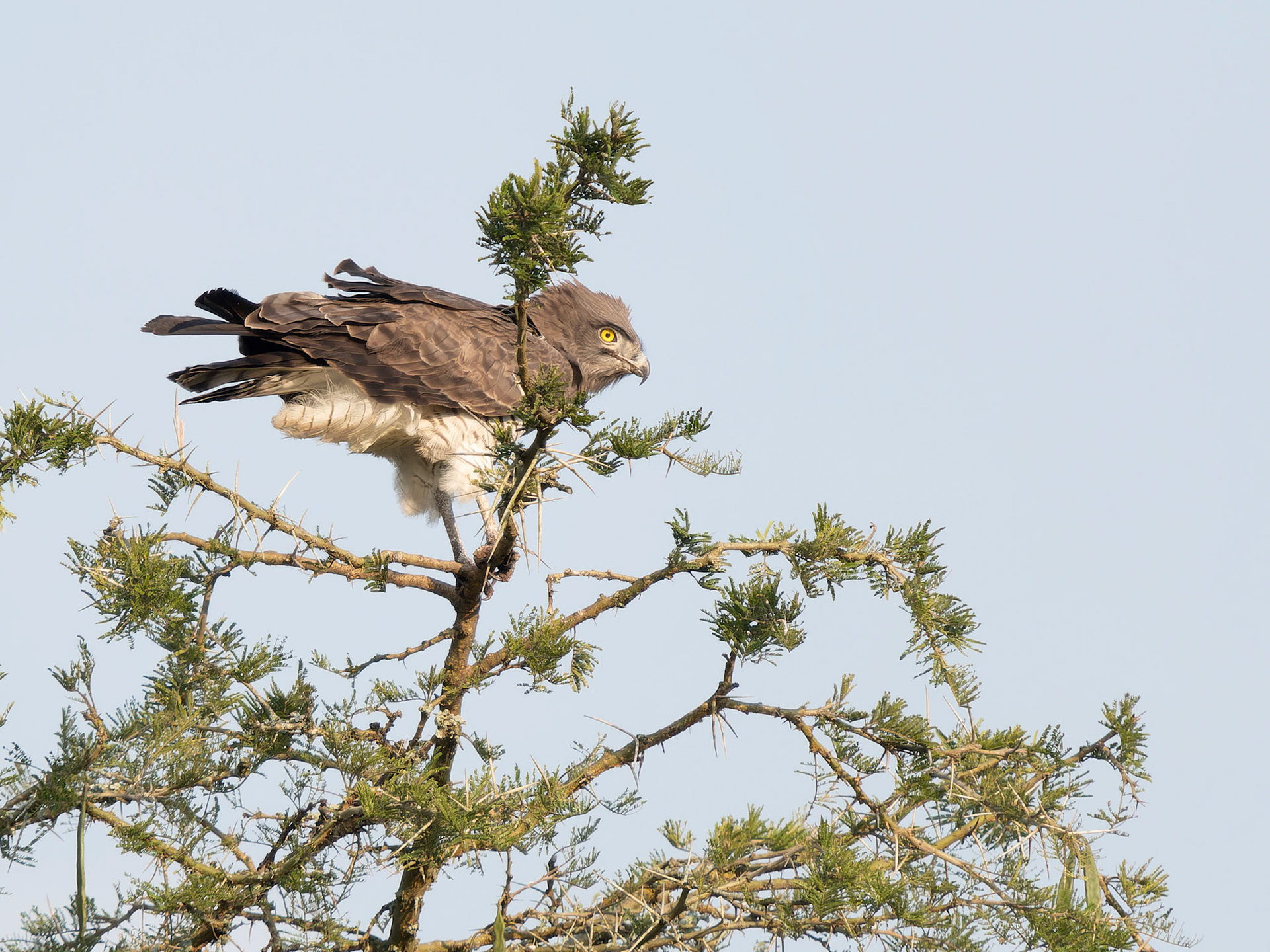 Black-chested Snake Eagle