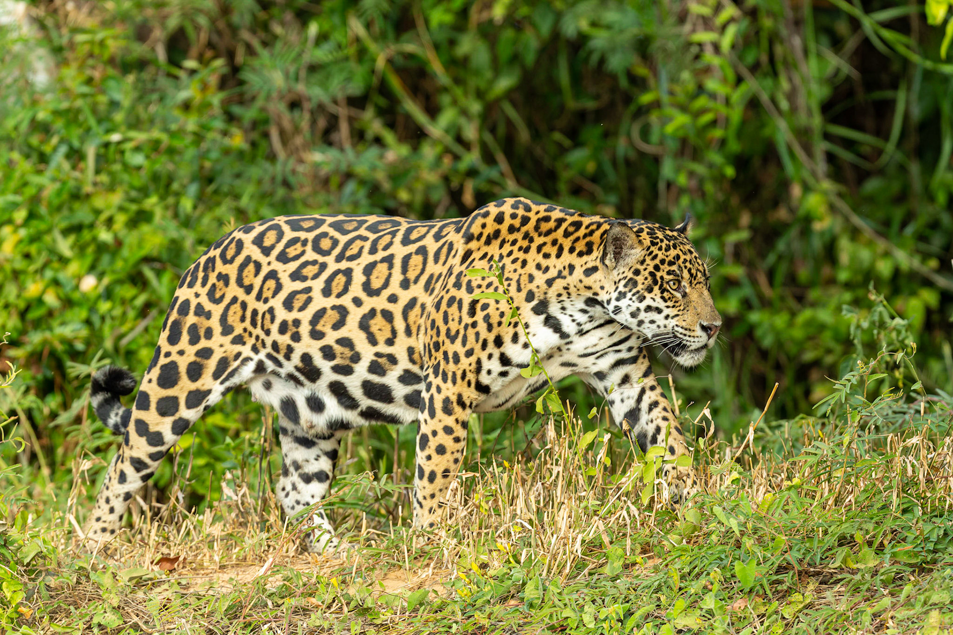 Jaguar (Panthera onca)
