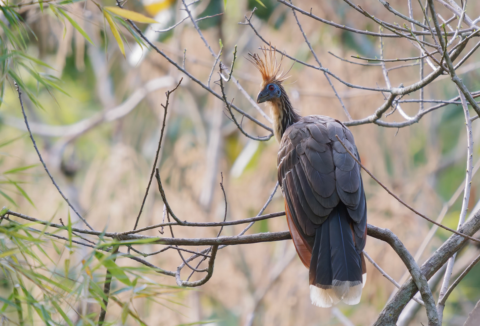 Hoatzin