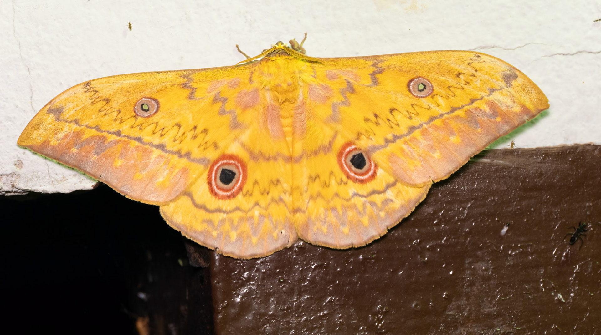 Large Moth