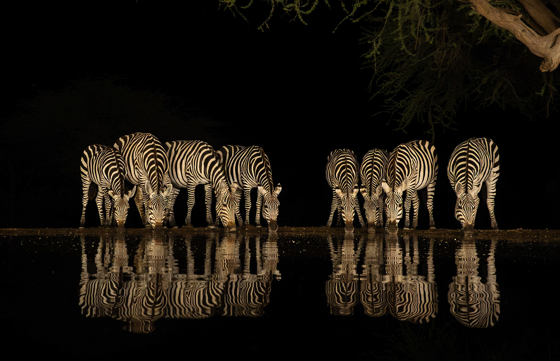 Zebra at Waterhole