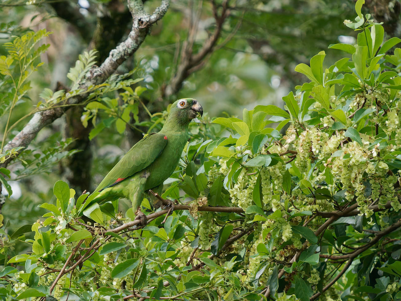 White-eyed Parakeet