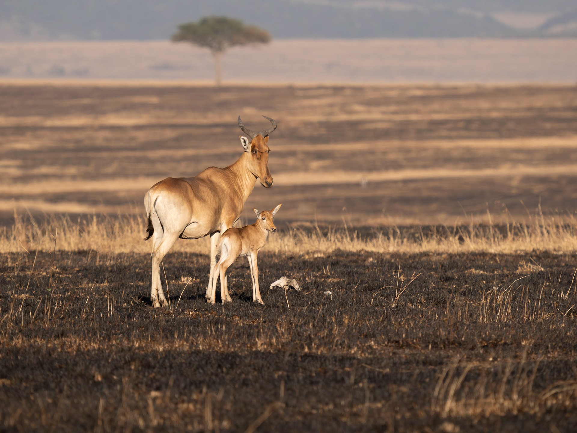 Hartebeest