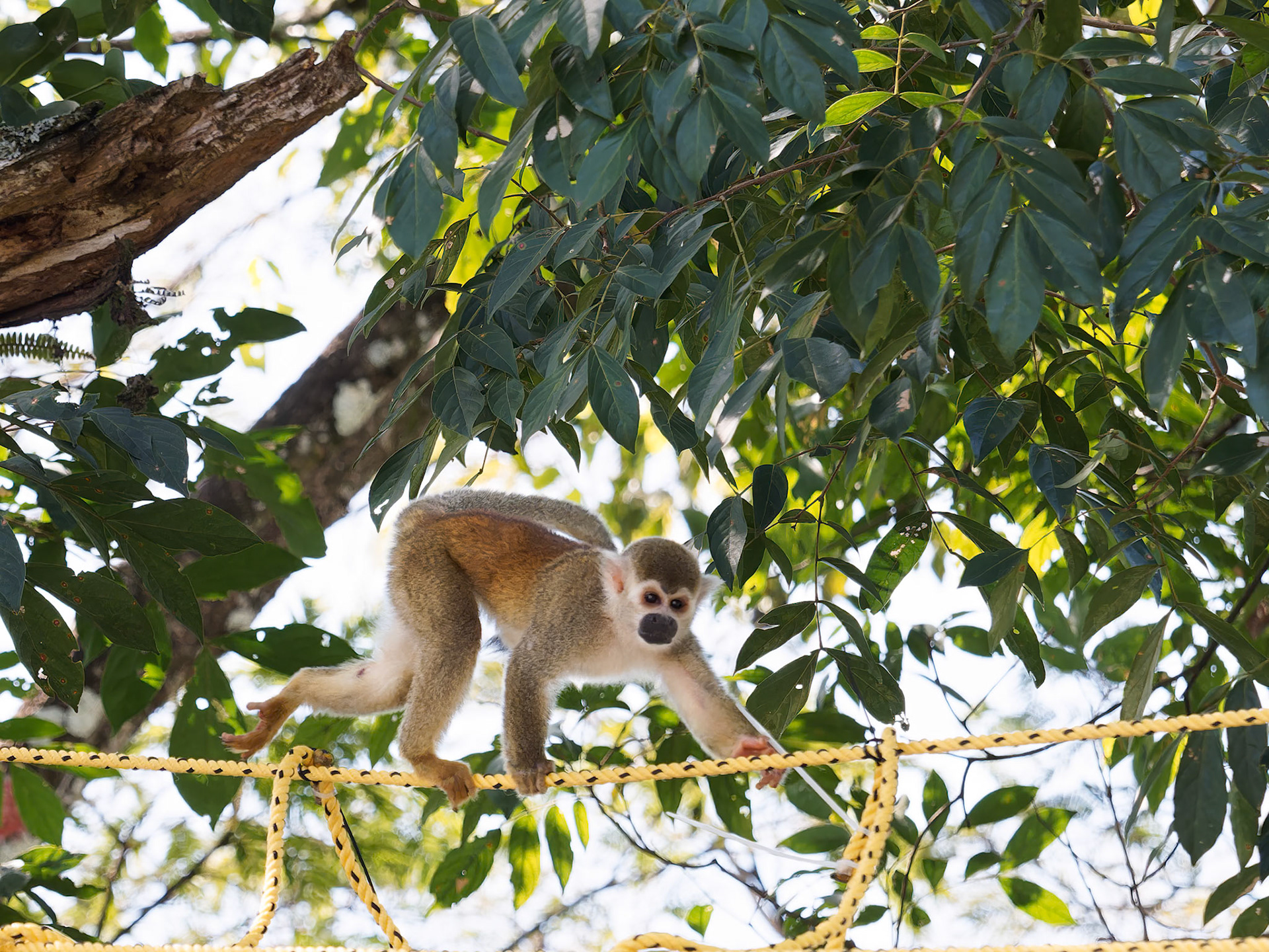 Squirrel monkey