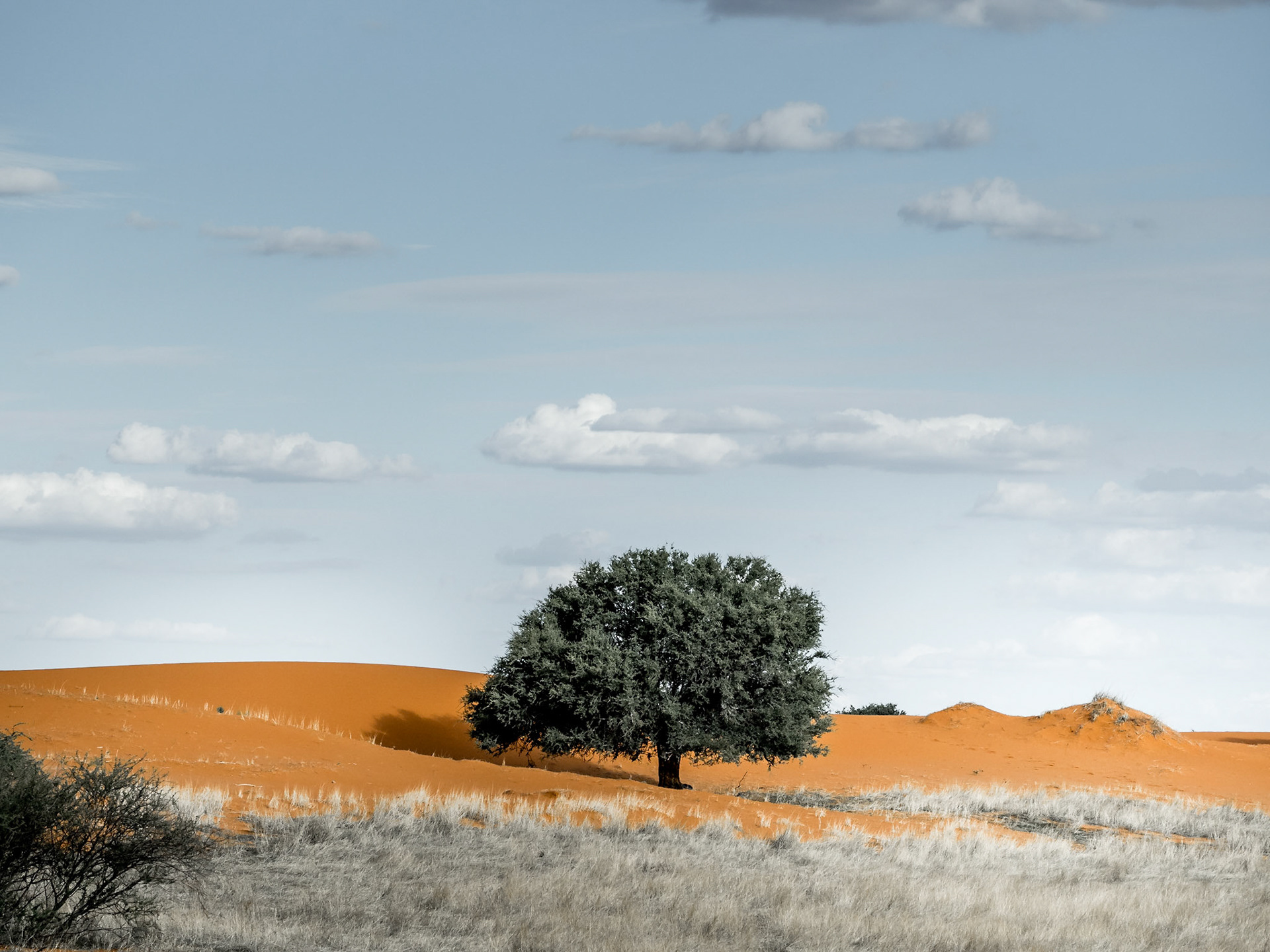 Tree in Dunes