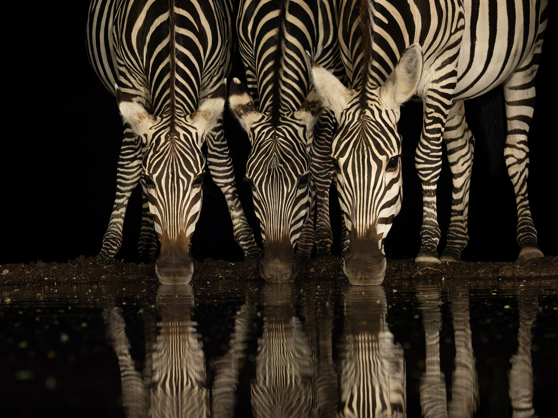 zebra at waterhole at night